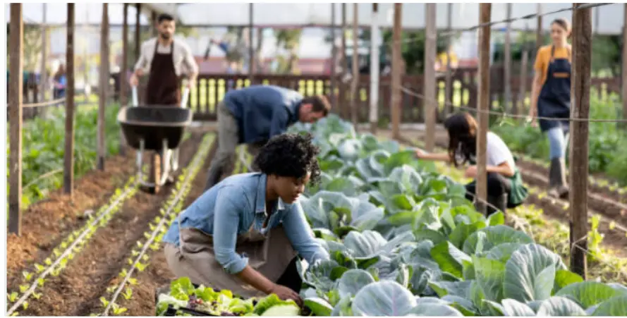 Personas trabajando en un huerto, recolectando vegetales en hileras de cultivo al aire libre.